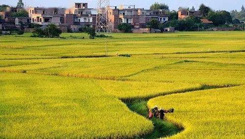 我就种个地怎么就无敌了(种地没前途那你问问我的十万亩地),从种地到无敌的逆袭之路